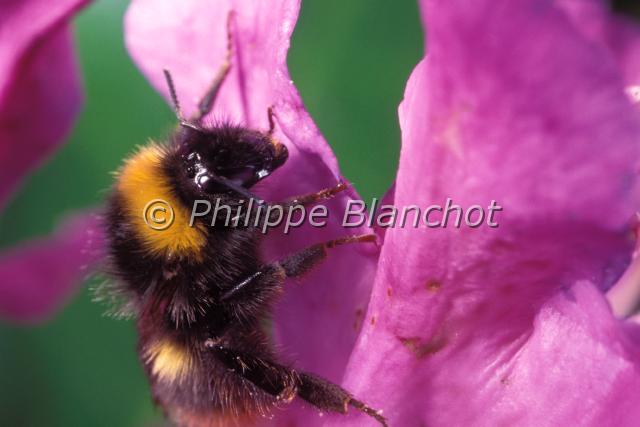 bombus pratorum.JPG - Bourdon des présBombus pratorumHymenoptera, ApidaeFrance